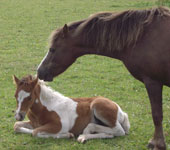 Kerry Bog Ponies Church Farm Cty Down Ireland