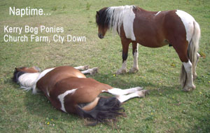Kerry Bog Ponies Church Farm Cty Down Ireland